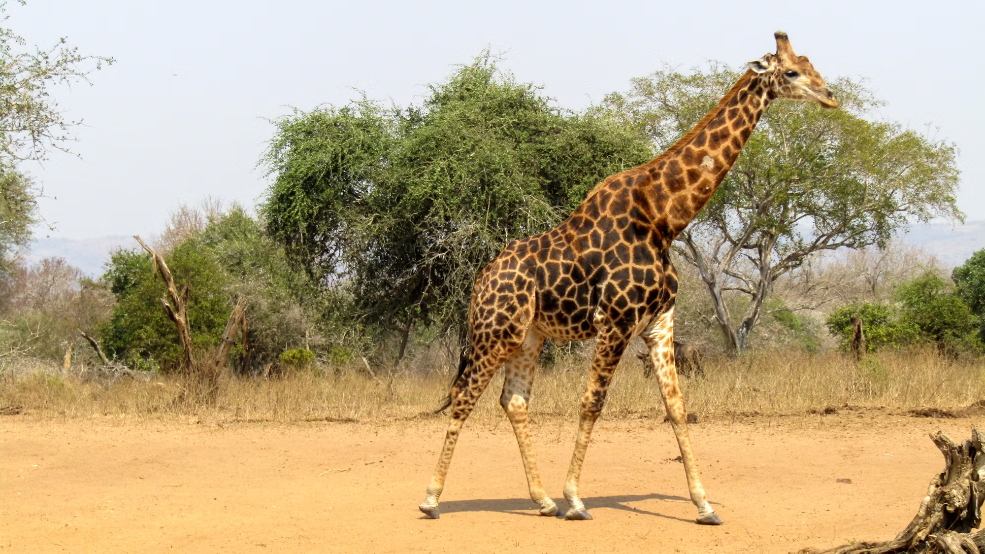 The Evolution of Esports: From Casual Competitions to Global Phenomena